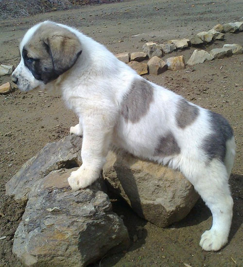 rafeiro puppy