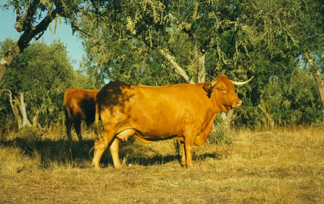 Raça bovina Alentejana, 1996