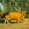 Raça bovina Alentejana, 1996