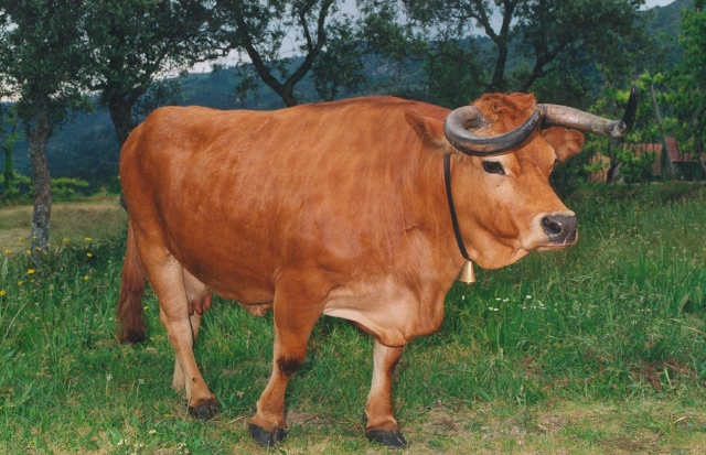 Raça bovina Arouquesa, 1997