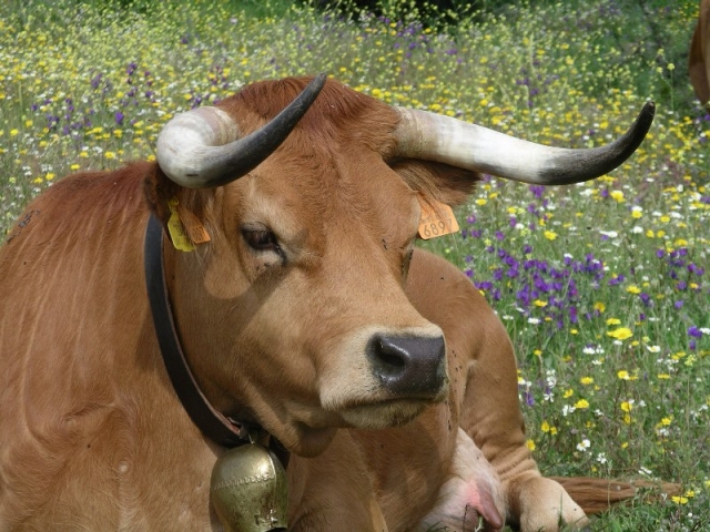 Vaca Arouquesa