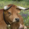 Vaca Arouquesa