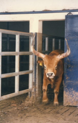 Raça bovina Barrosa, 1996