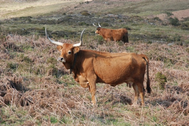 Vaca Barrosã 2