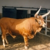 Raça bovina Barrosa, 1996