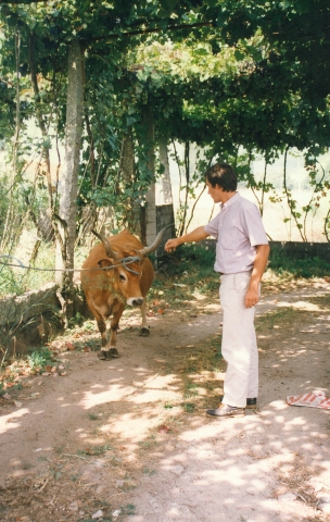 Raça bovina Cachena, 1991