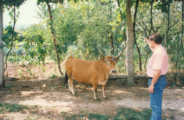 Raça bovina Cachena, 1996