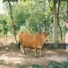 Raça bovina Cachena, 1996