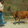 Raça bovina Cachena, 1988