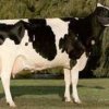 Holstein Frísia
