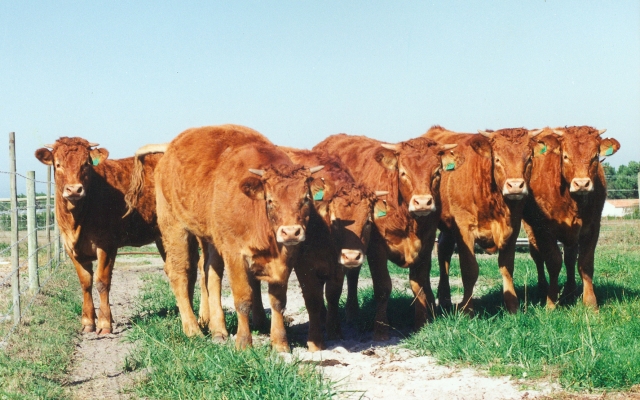 Raça bovina Limousine, 1995