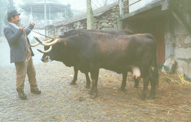 Raça bovina Maronesa, 1993
