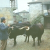 Raça bovina Maronesa, 1993