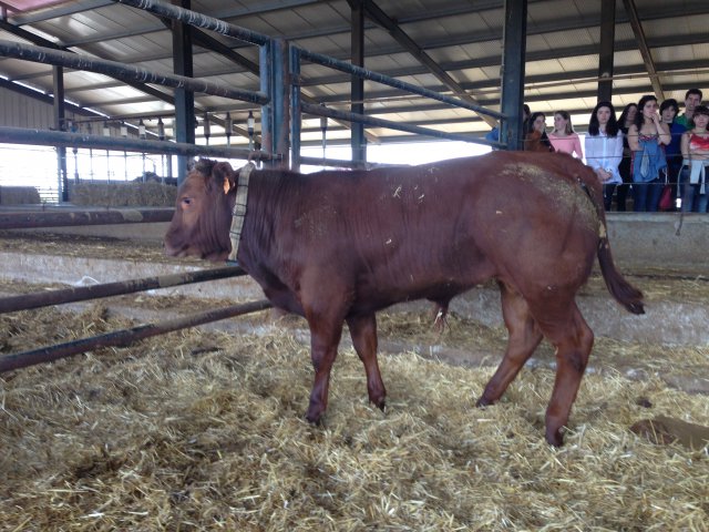 Raça bovina Mertolenga, ACBM - Évora, 1 Mai 2015