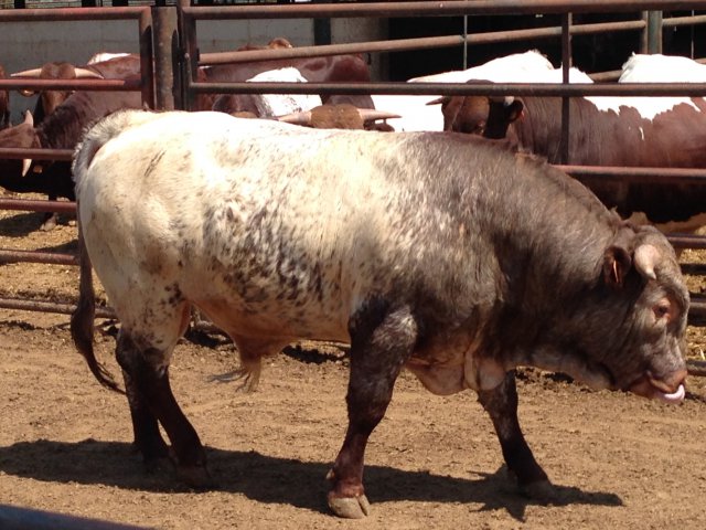 Raça bovina Mertolenga, ACBM - Évora, 1 Mai 2015