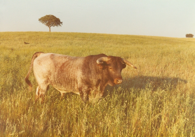 Raça bovina Mertolenga, 1980