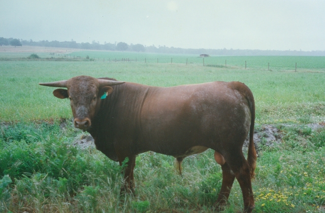 Raça bovina Mertolenga, 1998