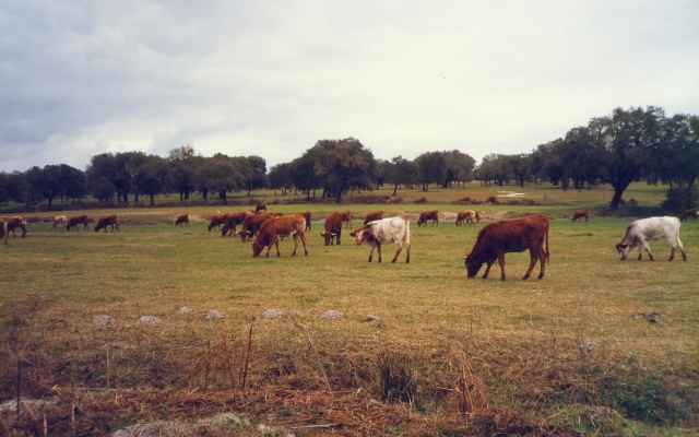 Raça bovina Mertolenga, 1989