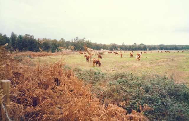 Raça bovina Mertolenga, 1989