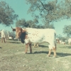 Raça bovina Mertolenga, 1980