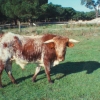 Raça bovina Mertolenga, 1985