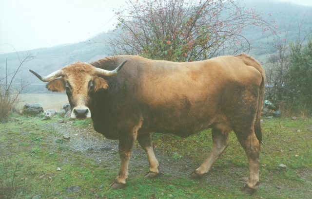Raça bovina Mirandesa, 1993