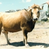 Raça bovina Mirandesa, 1984