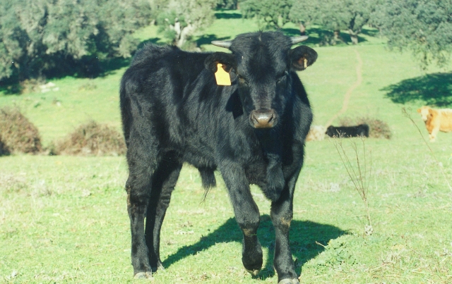 Raça bovina Preta, 1995