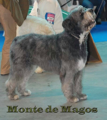 Raça canina Barbado da Terceira - Monte de Magos, 2015