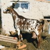 Raça caprina Algarvia, 1997