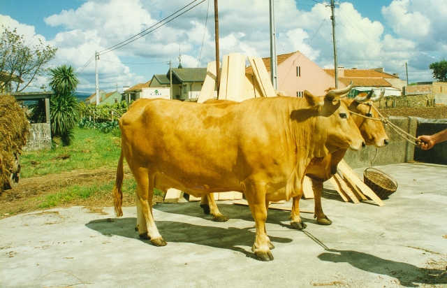 Raça bovina Marinhoa - Verdemilho, 1997