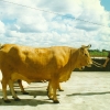 Raça bovina Marinhoa - Verdemilho, 1997