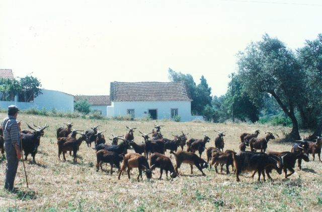 Raça caprina Serrana - Ecotipo Ribatejano, 1995