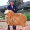 Raça ovina Assaf, 1998