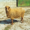 Raça ovina Badana, 1995