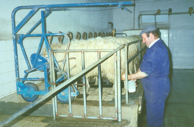 Raça ovina Churra da Terra Quente, 1988