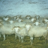 Raça ovina Churra da Terra Quente, 1988