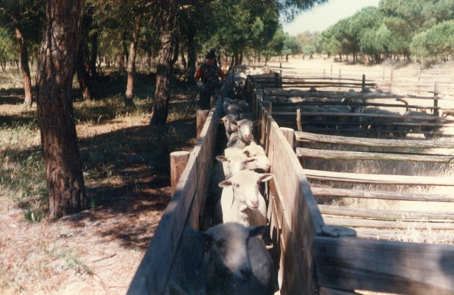 Raça ovina Merina Branca - Herdade de Porches - Alcácer do Sal, 1989