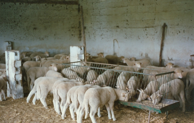 Raça ovina Merina Branca - Herdade de Porches - Alcácer do Sal, 1989