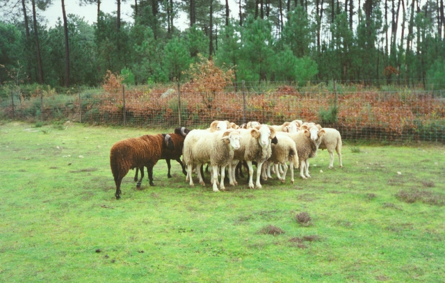 Raça ovina Serra da Estrela, 1993